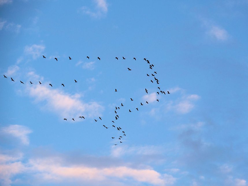 Peter Blei unter Kranichen