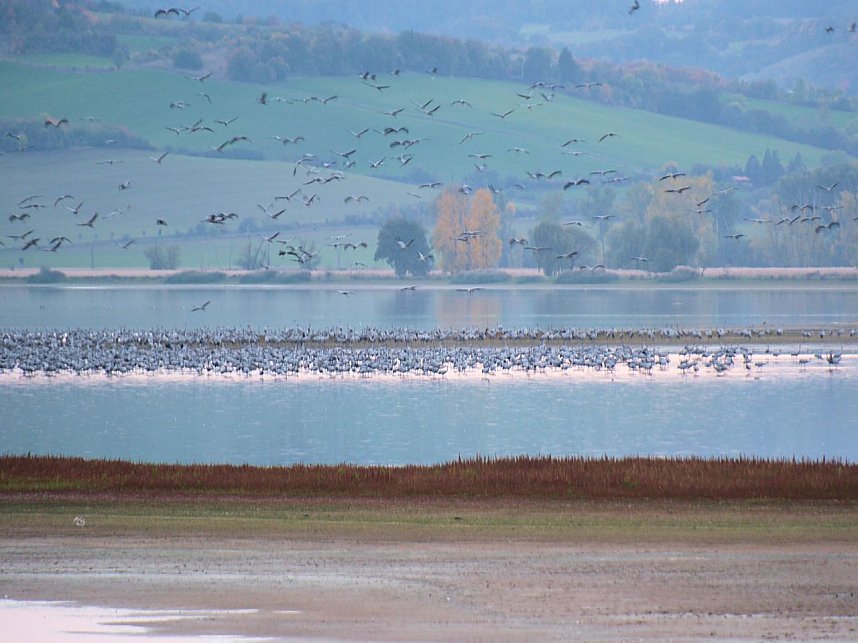 Peter Blei unter Kranichen