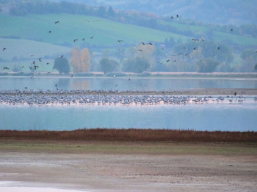 Peter Blei unter Kranichen