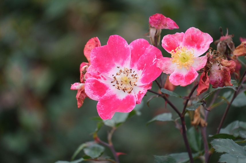 Saisonabschluss im Rosarium
