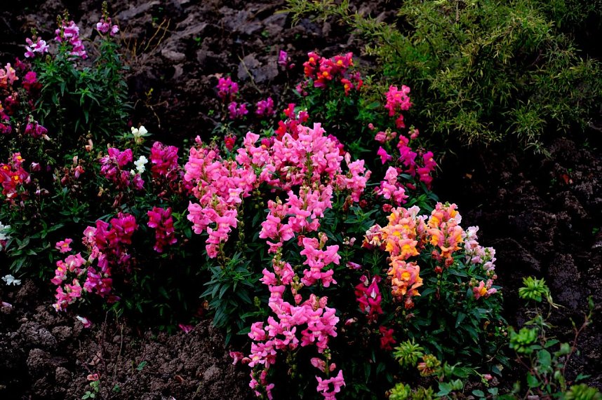 Saisonabschluss im Rosarium