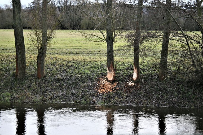Biberspuren entlang der Helme