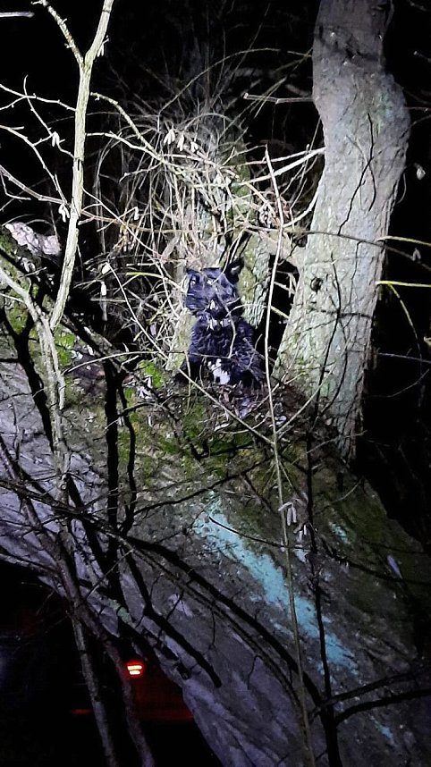 Ausgeb&uuml;chster Hund besch&auml;ftigte gestern 25 Rettungskr&auml;fte