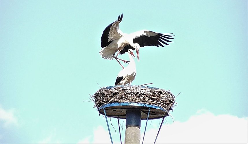 St&ouml;rche zu Gast