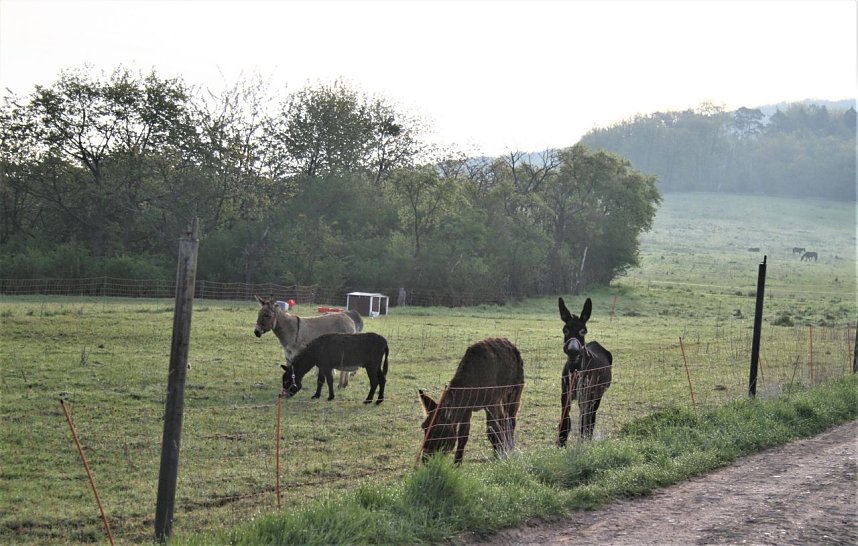 Schnappsch&uuml;sse aus der Goldenen Aue