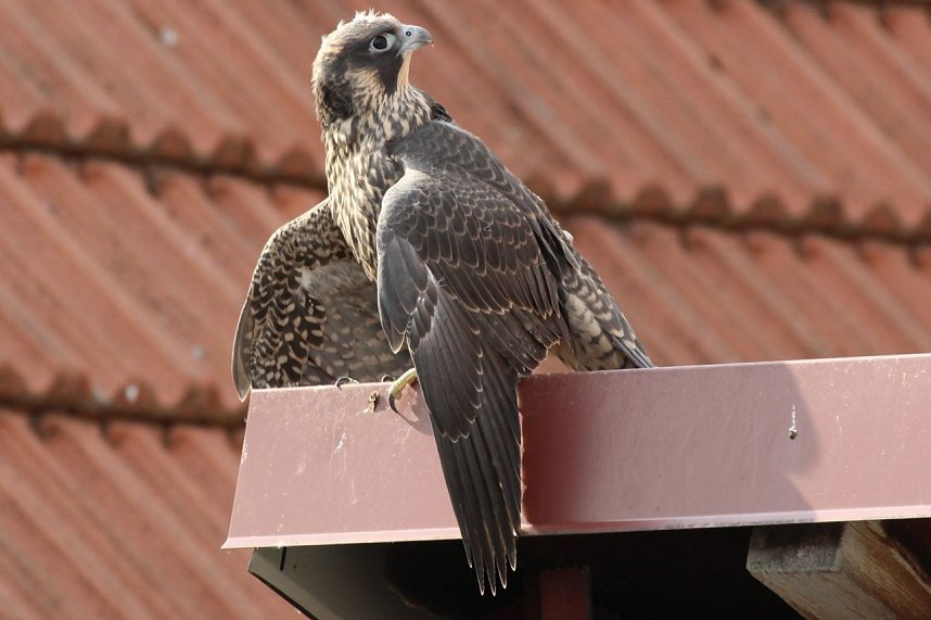 Junger Wanderfalke in Bad Langensalza