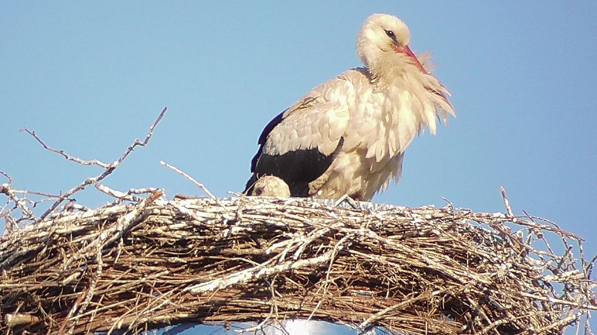 Nachwuchs bei Familie Adebar