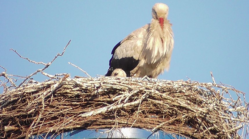 Nachwuchs bei Familie Adebar