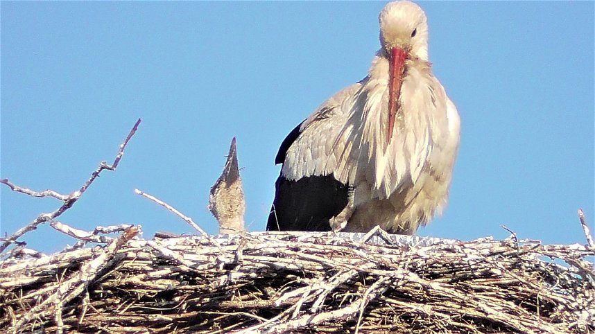 Nachwuchs bei Familie Adebar