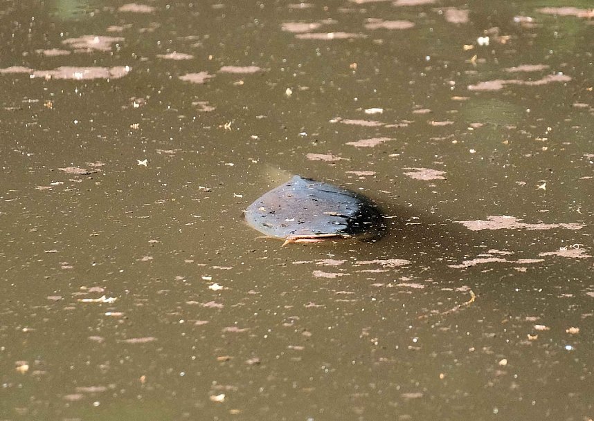 Die Wunder der Natur eingefangen von der Kamera