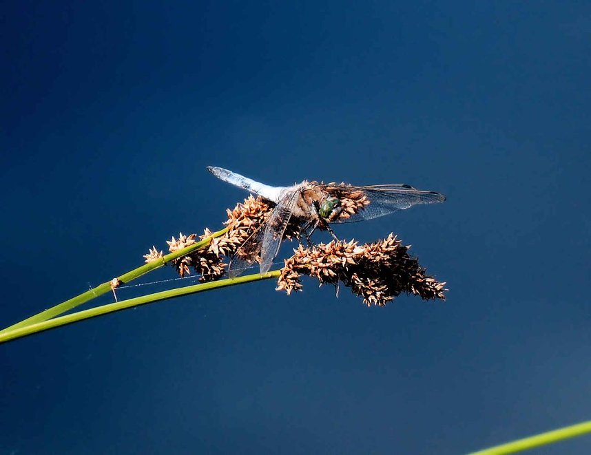 Die Wunder der Natur eingefangen von der Kamera