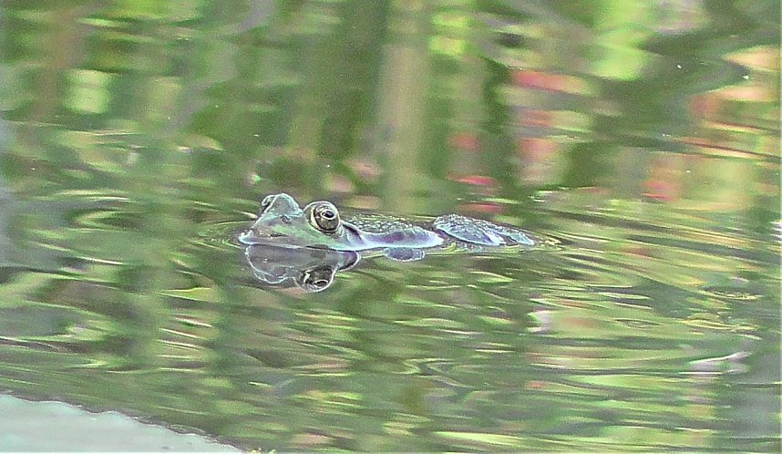 Schnappsch&uuml;sse aus der Goldenen Aue