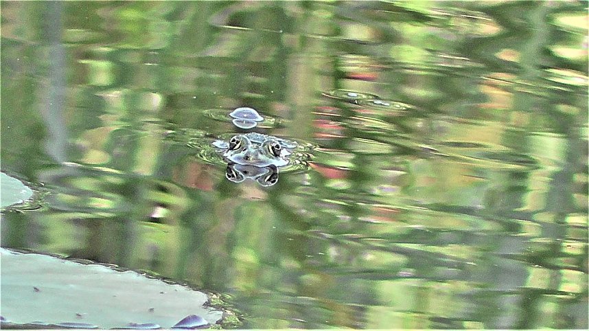 Schnappsch&uuml;sse aus der Goldenen Aue