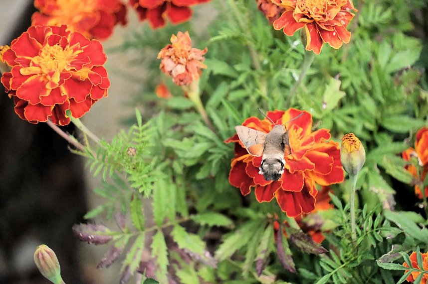 Peter Blei unterwegs im Kloster G&ouml;llingen