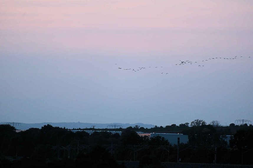 R&uuml;ckkehr der Kraniche
