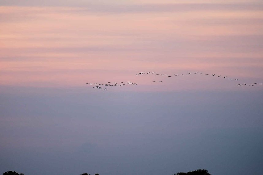 R&uuml;ckkehr der Kraniche