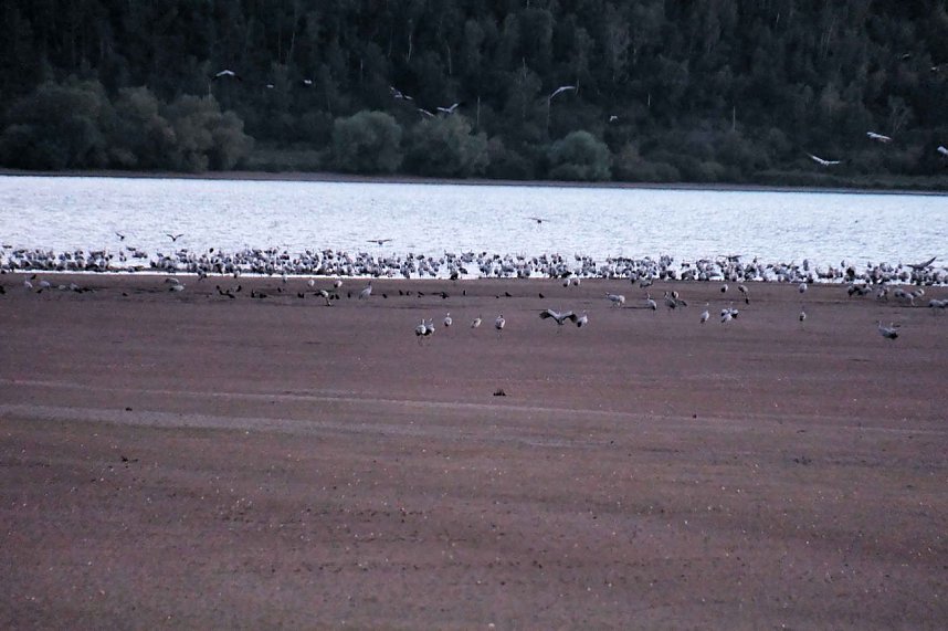 Neuer Aussichtsturm am Stausee Kelbra