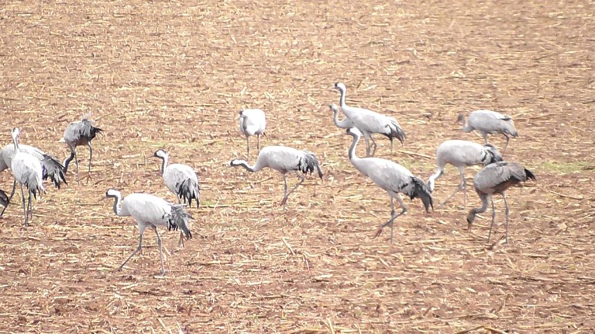 Herbst in der Goldenen Aue