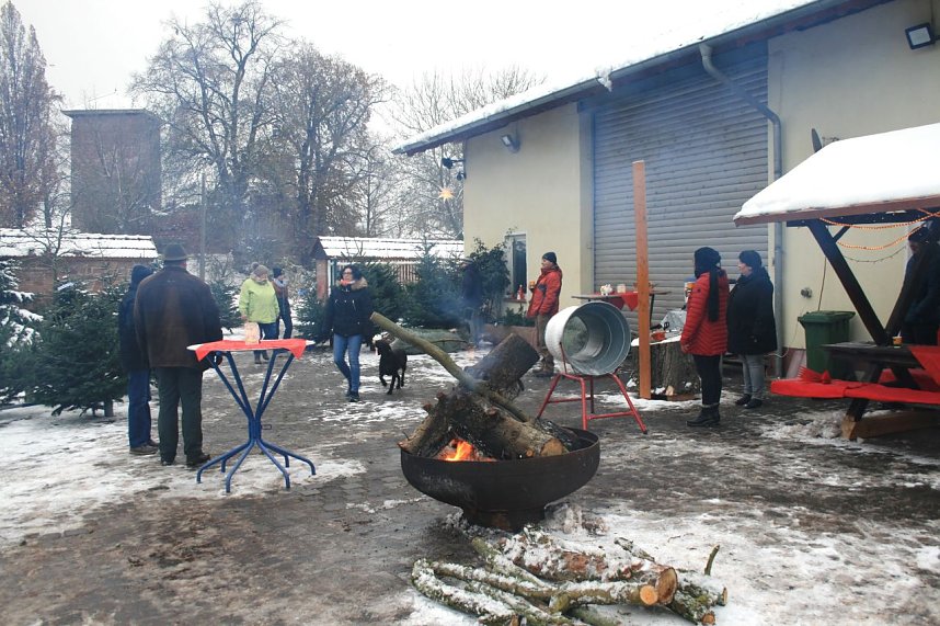 Weihnachtsb&auml;ume zum Advent in Kelbra