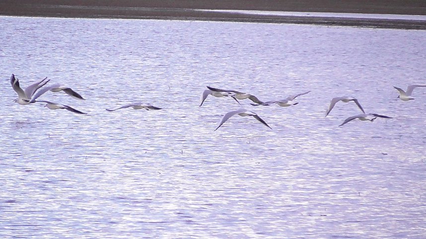 Wasser auf den Feldern der Goldenen Aue