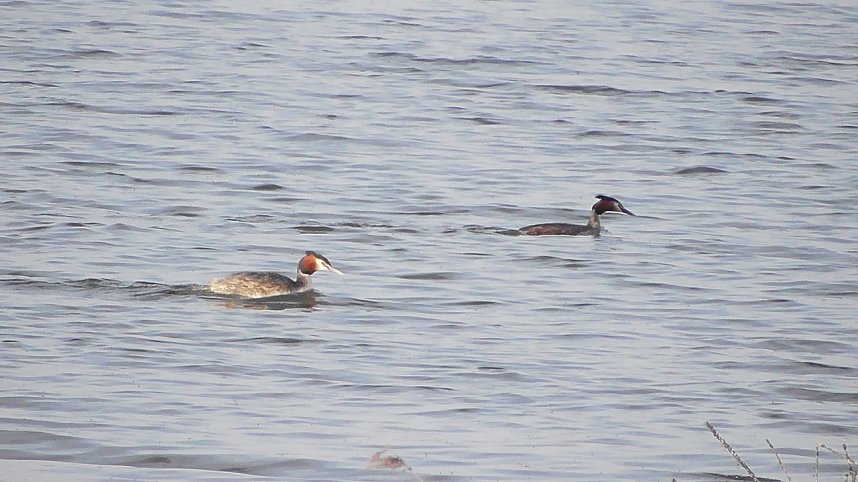Fr&uuml;hling am Stausee 