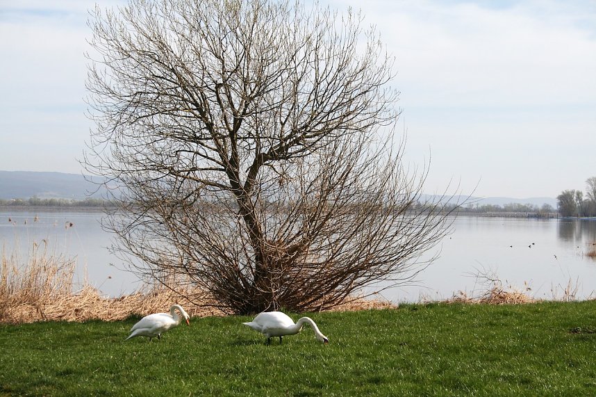Fr&uuml;hling am Stausee 