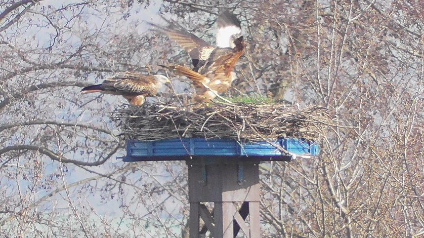 Fr&uuml;hling am Stausee 