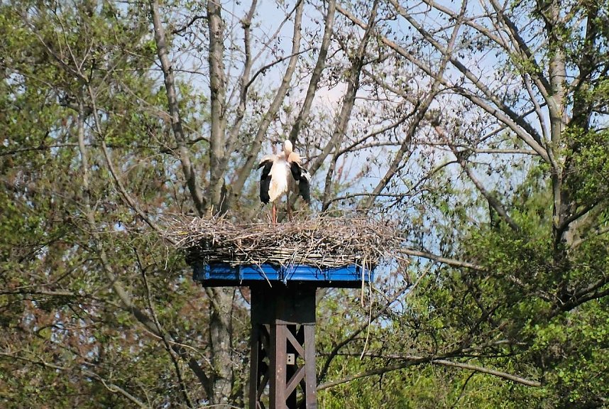 Flora und Fauna am Stausee Kelbra