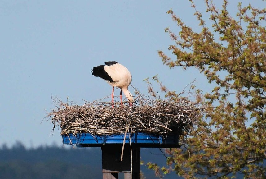 Flora und Fauna am Stausee Kelbra