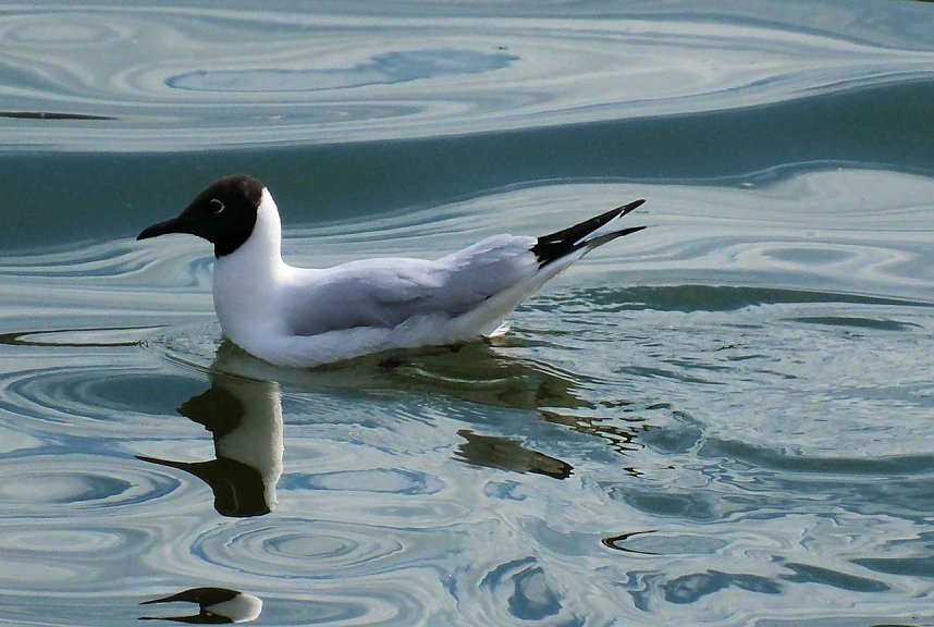 Flora und Fauna am Stausee Kelbra