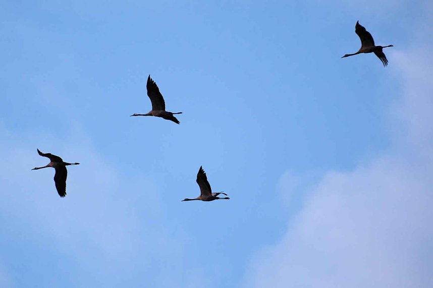 Erster Besuch der Saison