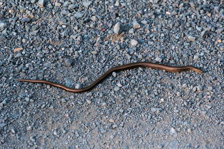Peter Blei beim Waldspaziergang