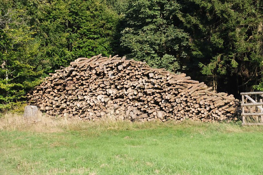 Peter Blei beim Waldspaziergang