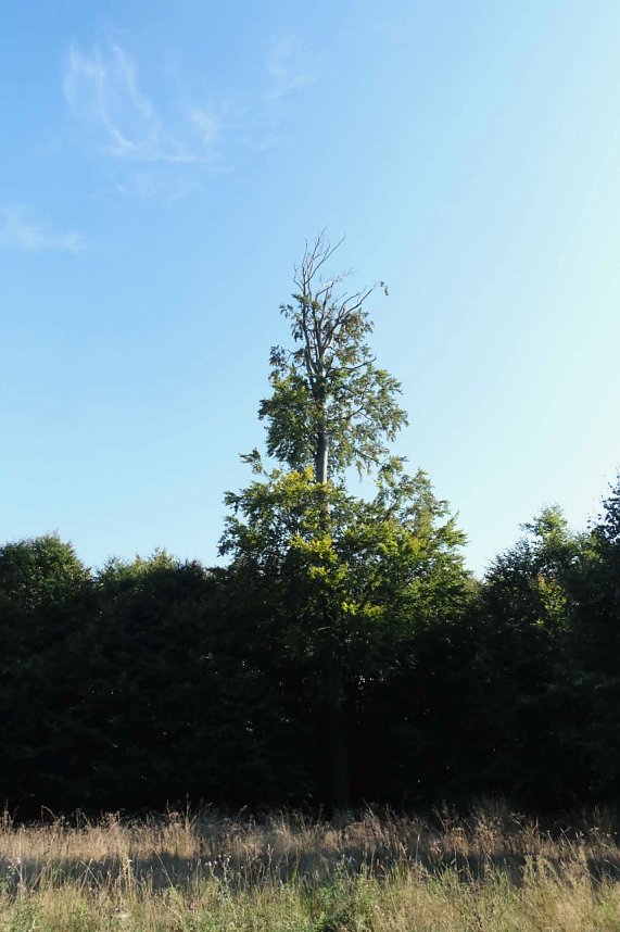 Peter Blei beim Waldspaziergang