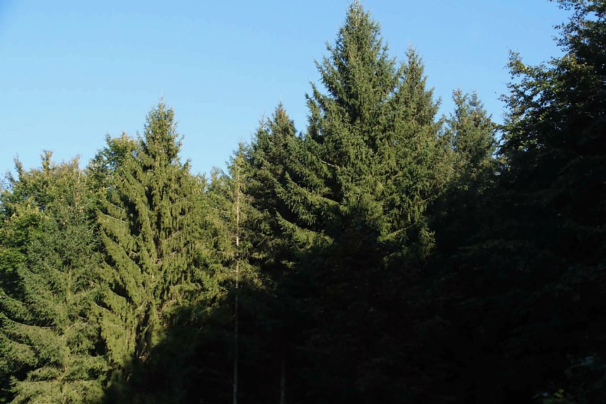 Peter Blei beim Waldspaziergang