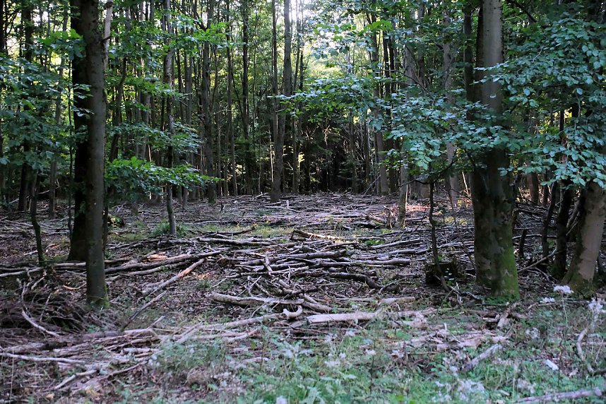 Peter Blei beim Waldspaziergang