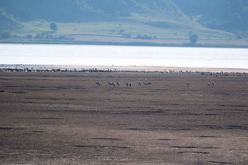 Kranichrast im S&uuml;dharz