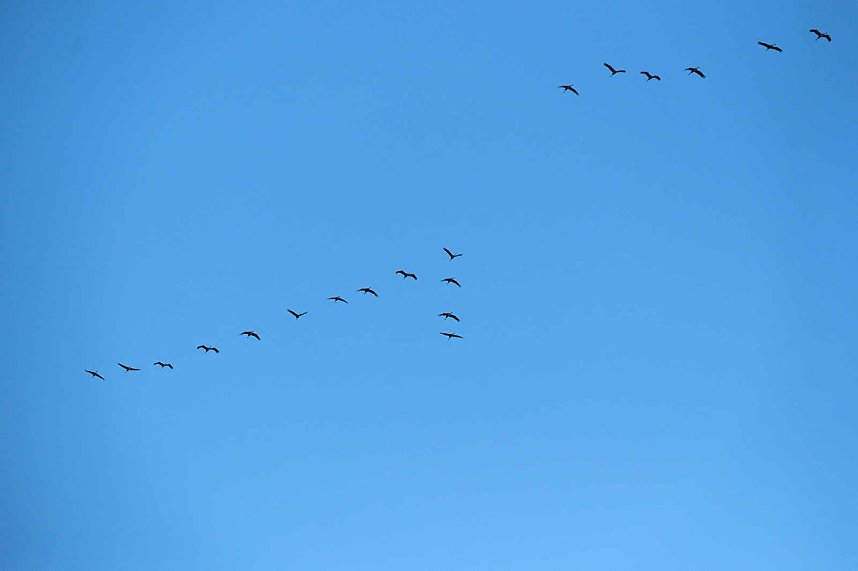 Kranichrast im S&uuml;dharz