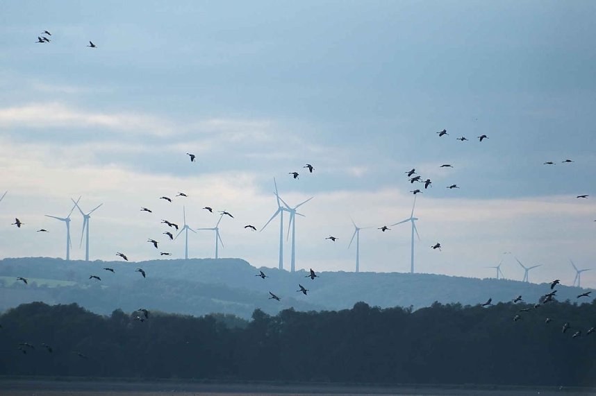 Kranichrast im S&uuml;dharz