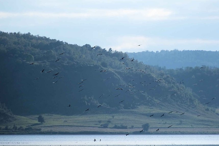 Kranichrast im S&uuml;dharz