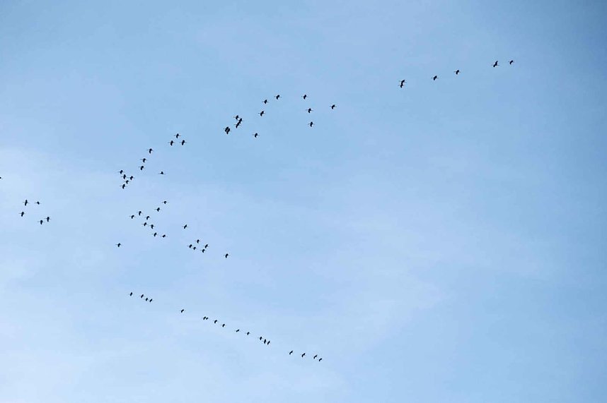 Kranichrast am Stausee
