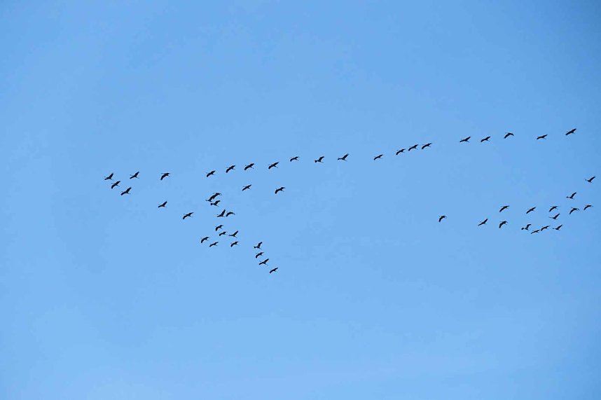 Kranichrast am Stausee