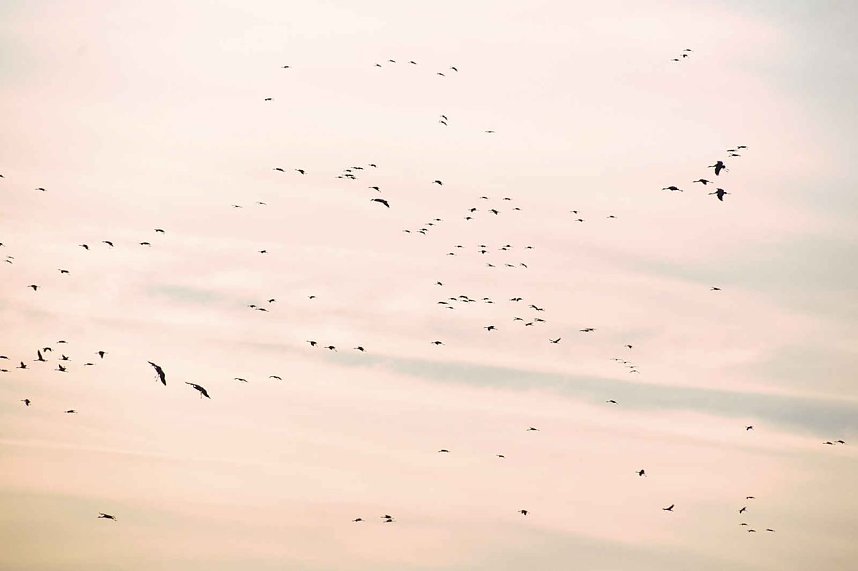 Kranichrast am Stausee