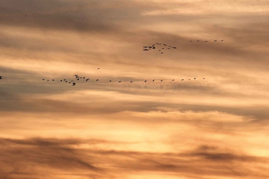 Kranichrast am Stausee