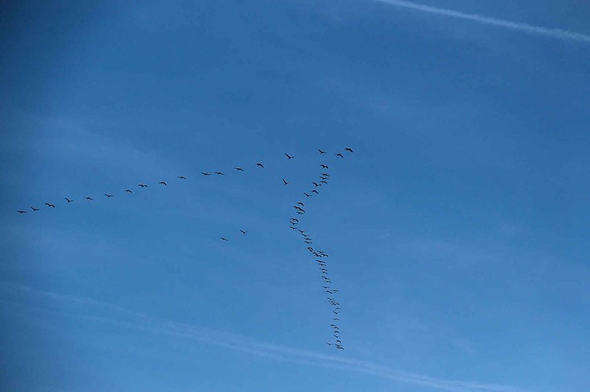 Vogelparadies am Stausee Kelbra