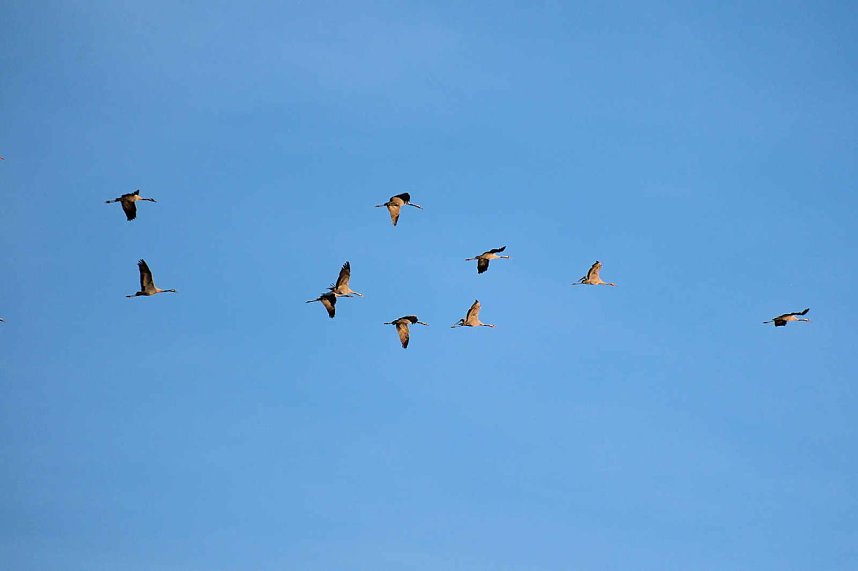 Vogelparadies am Stausee Kelbra
