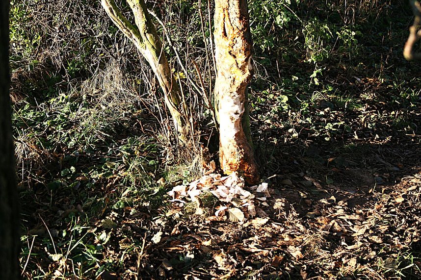 Biberspuren an der Helme