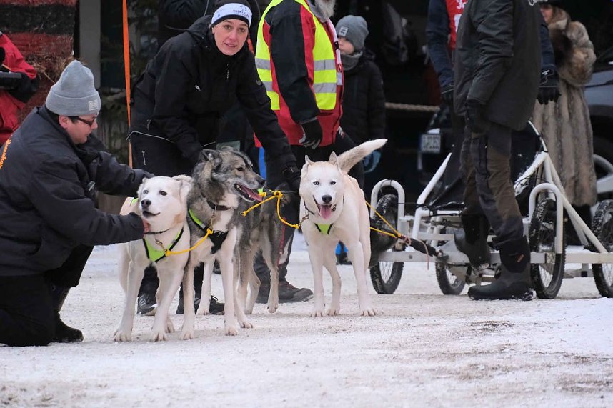 Hundeschlittenrennen im Harz