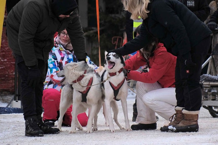 Hundeschlittenrennen im Harz