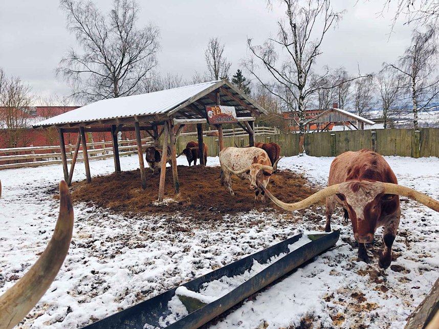 Hundeschlittenrennen im Harz